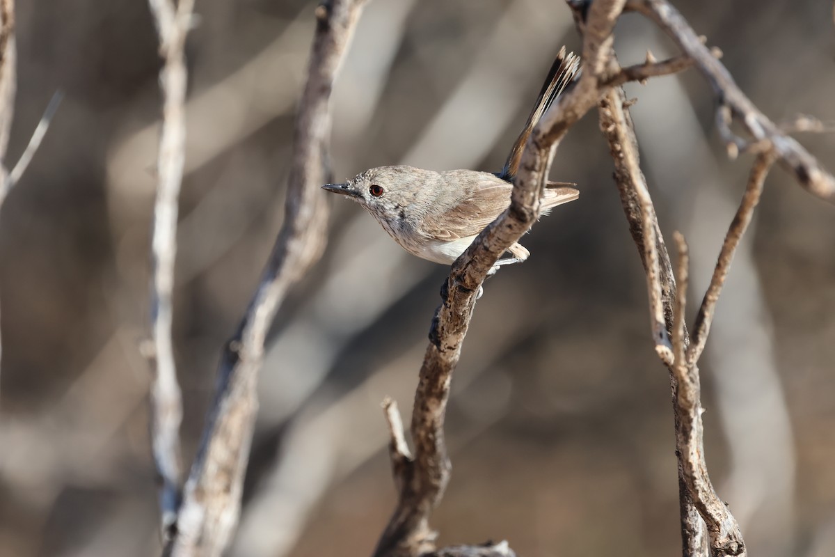 Inland Thornbill - ML623274098