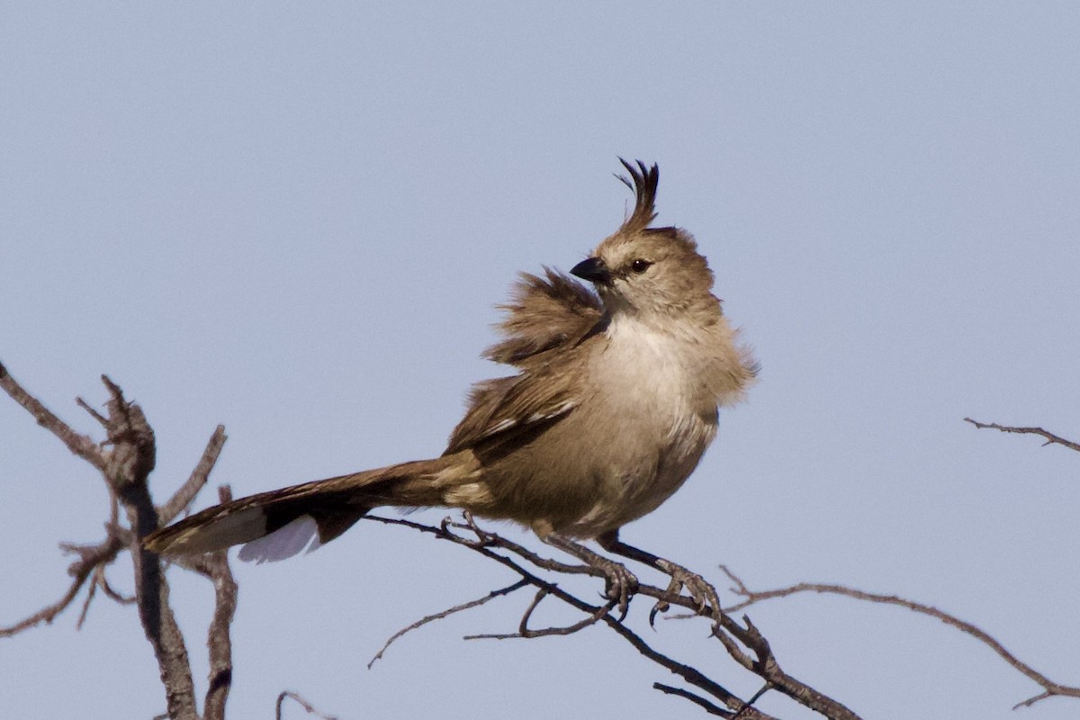 Chiming Wedgebill - ML623274102