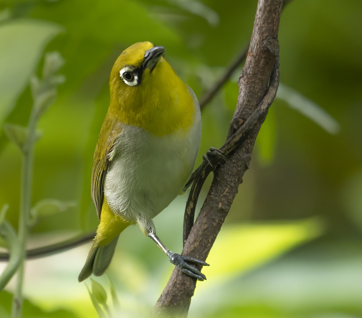 Indian White-eye - ML623274103