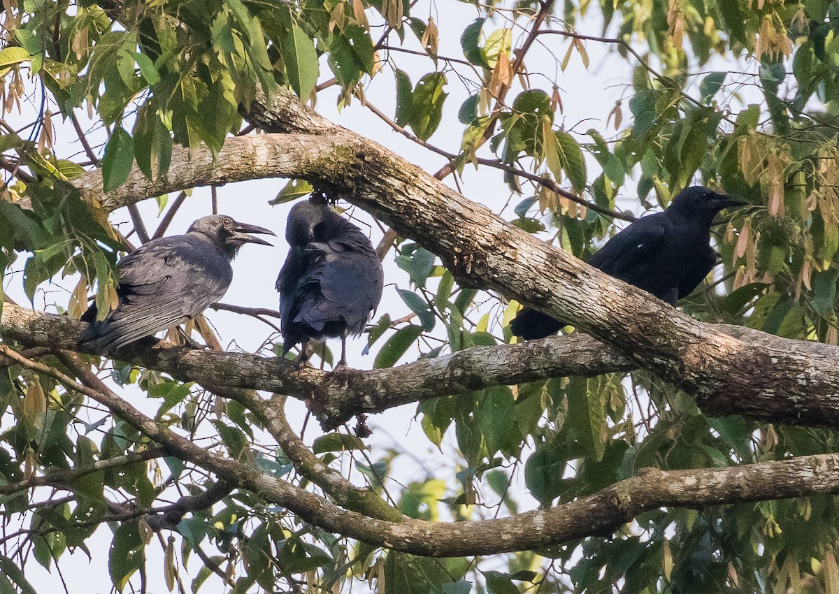 Slender-billed Crow - ML623274112