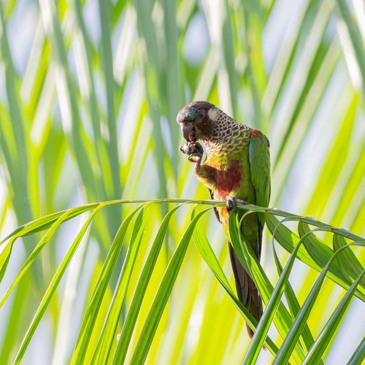 Painted Parakeet - ML623274135