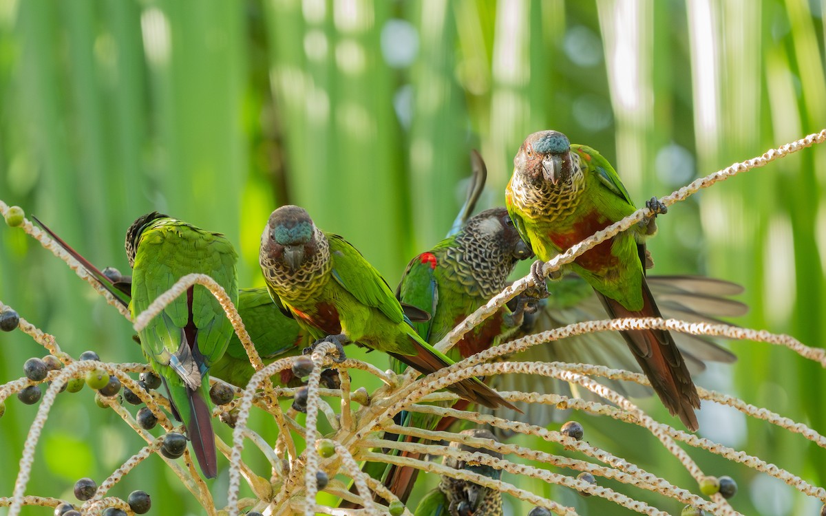 Painted Parakeet - Serge Horellou