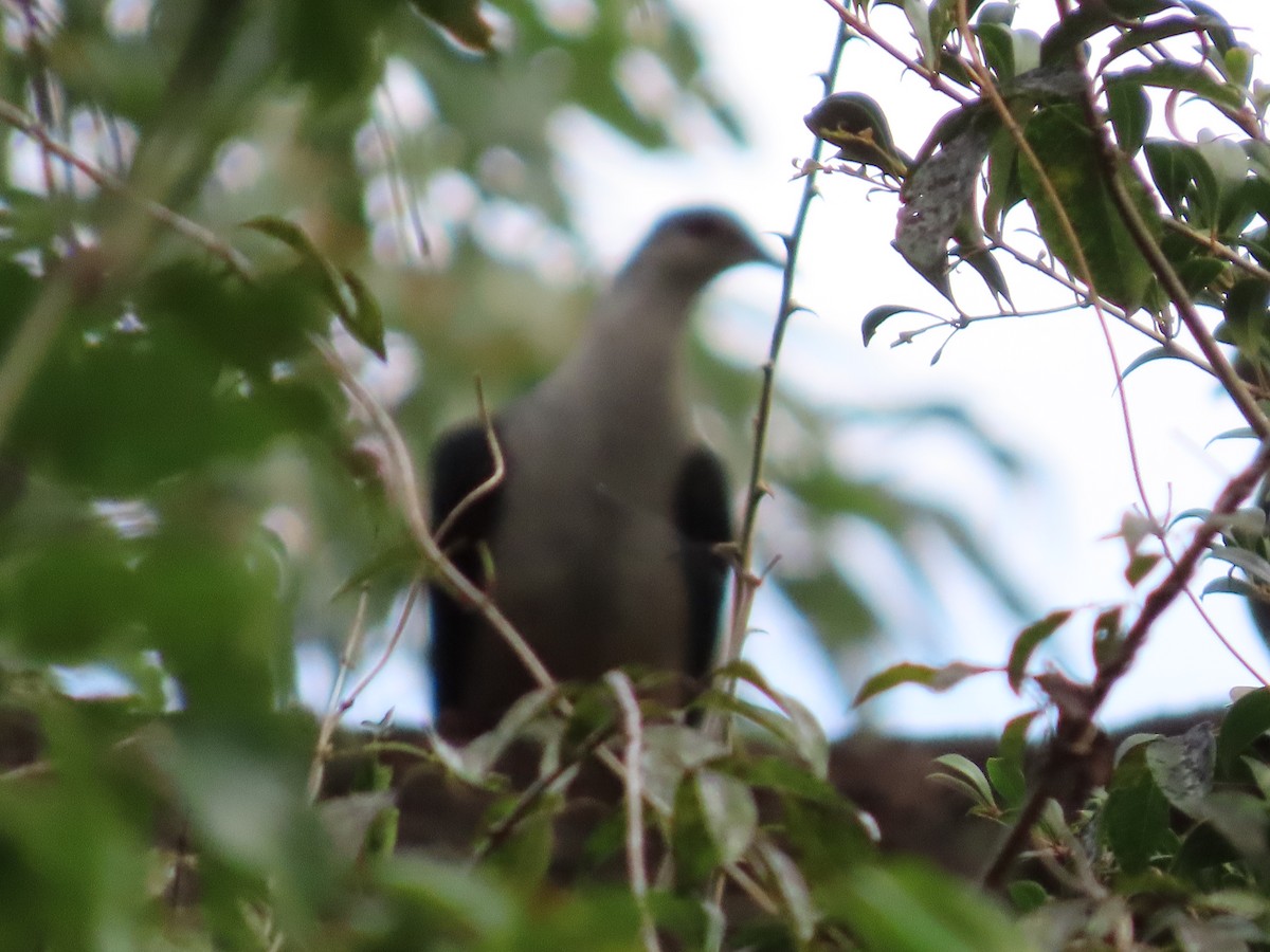 White-headed Pigeon - Jenny Gursanscky