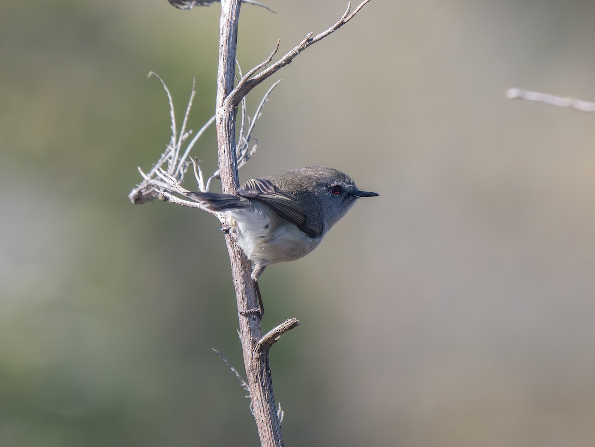 Gray Gerygone - ML623274159