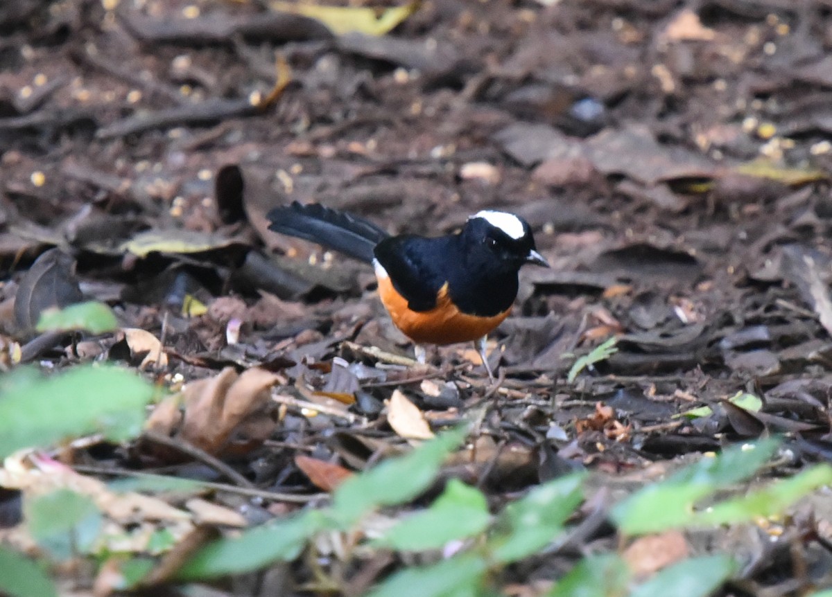 White-crowned Shama - ML623274161