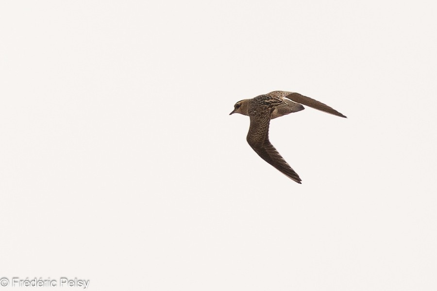 Eurasian Dotterel - ML623274176