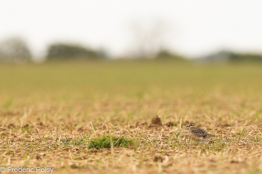 Eurasian Dotterel - ML623274177