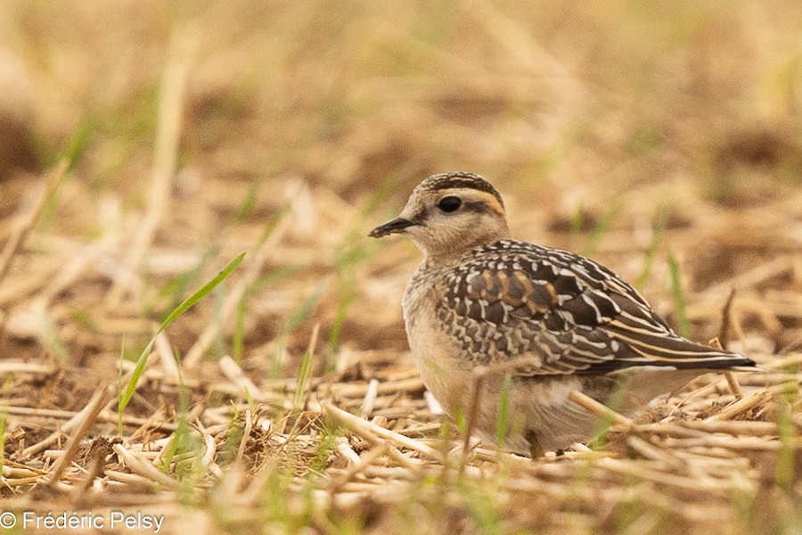 Eurasian Dotterel - ML623274178