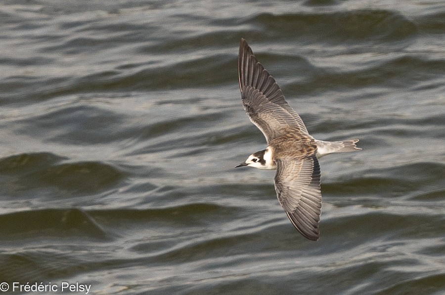 Black Tern - ML623274194