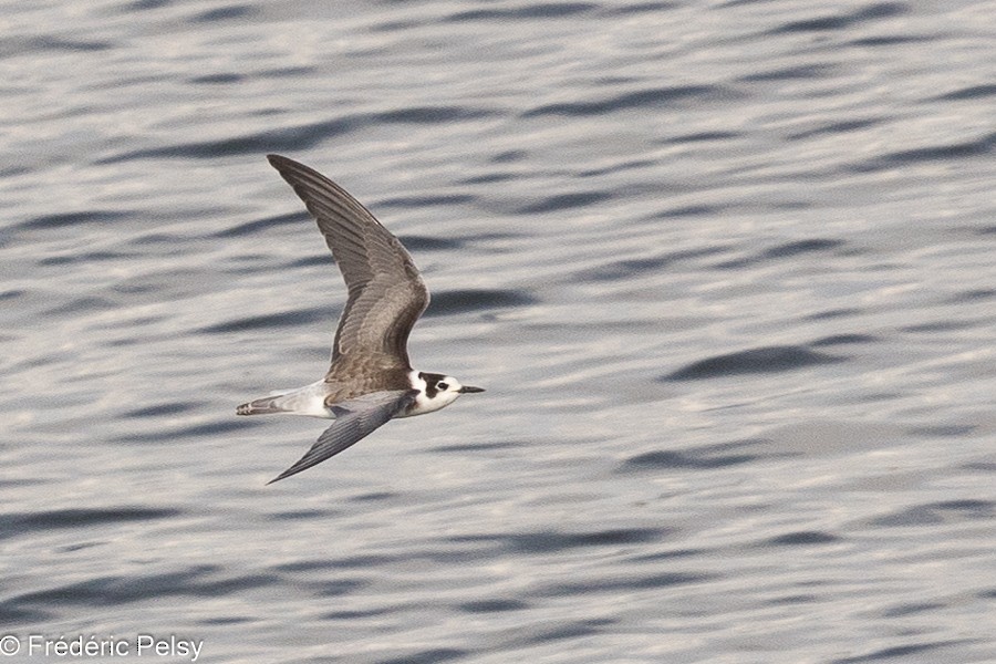 Black Tern - ML623274195