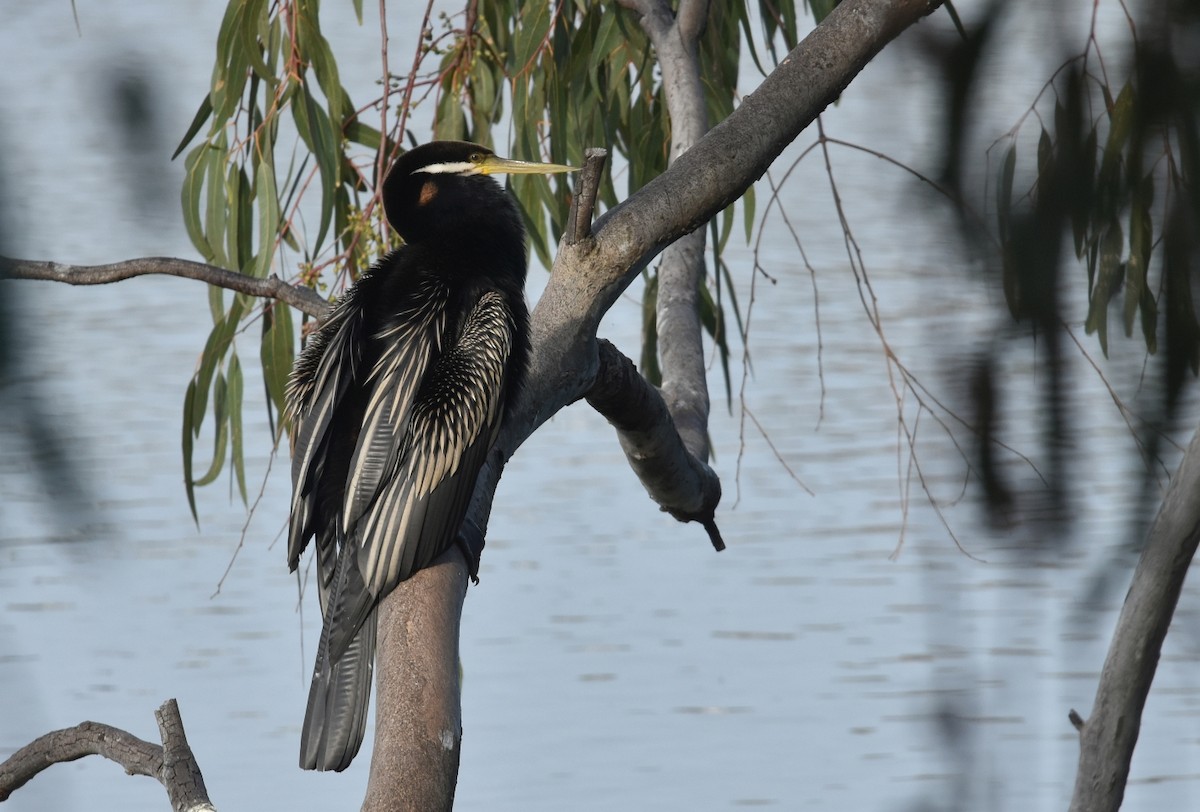 Australasian Darter - ML623274258