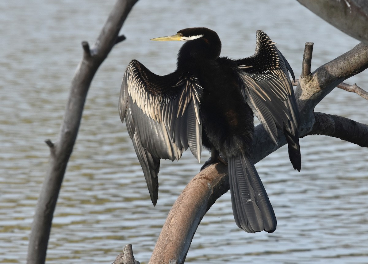 Australasian Darter - ML623274259