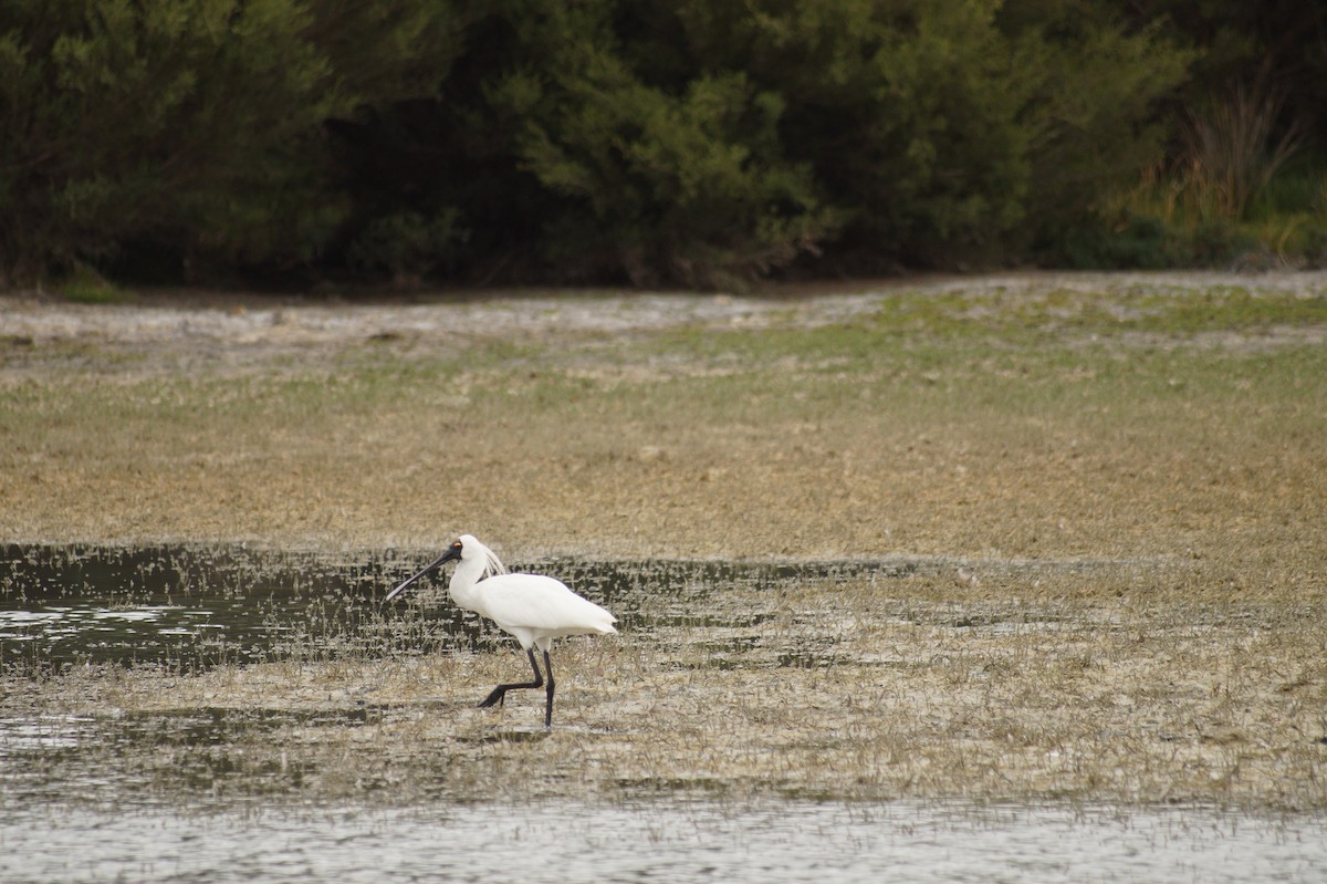 Royal Spoonbill - ML623274263