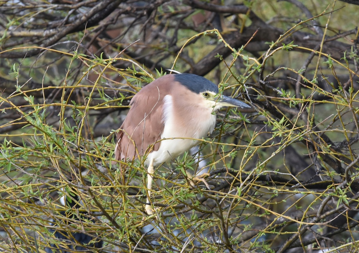 Nankeen Night Heron - ML623274264