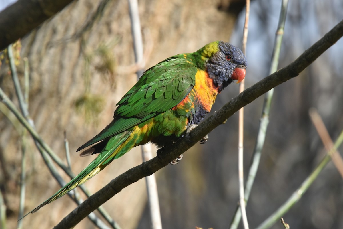 Rainbow Lorikeet - ML623274265