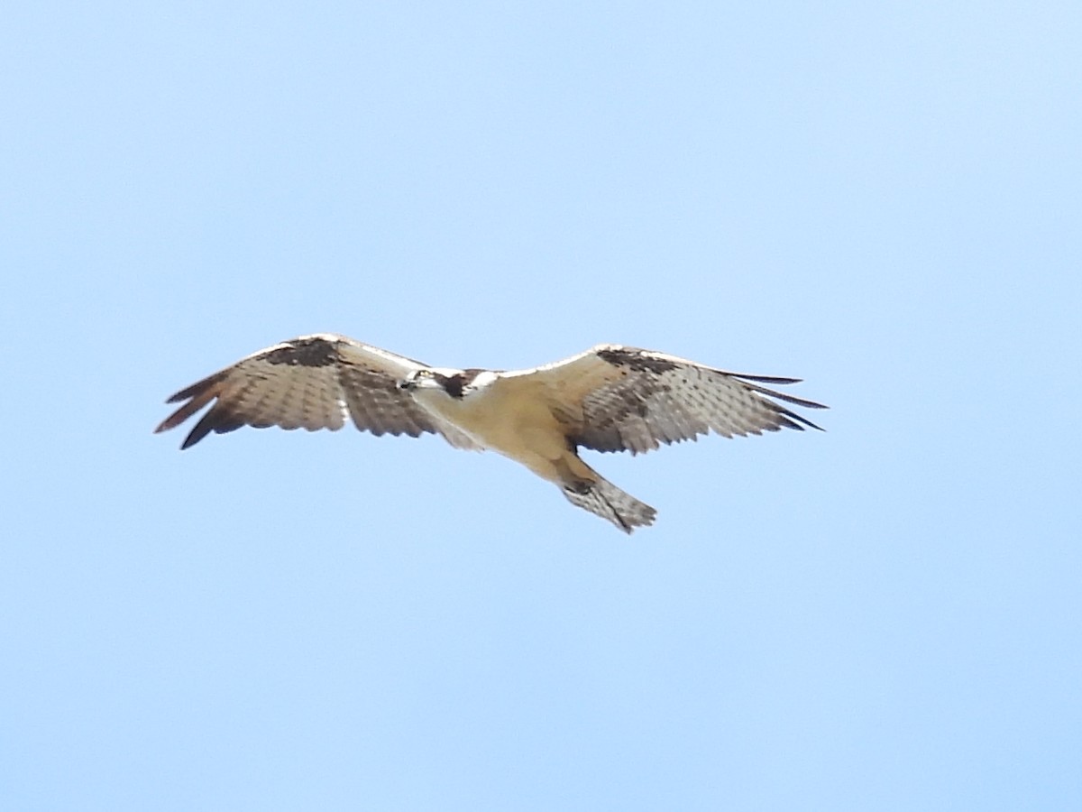 Balbuzard pêcheur - ML623274274