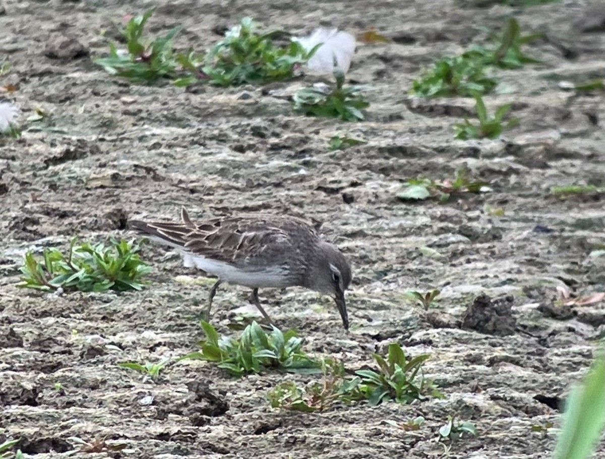 Weißbürzel-Strandläufer - ML623274299