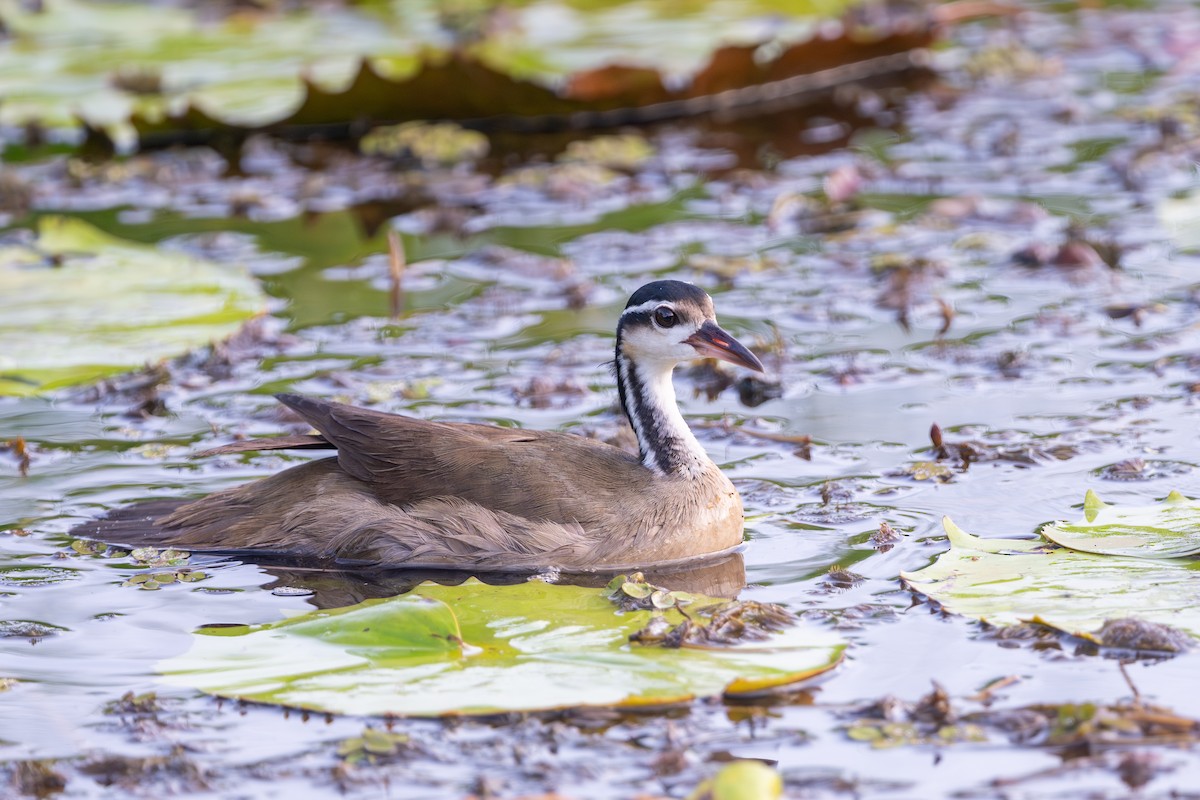 Sungrebe - ML623274321