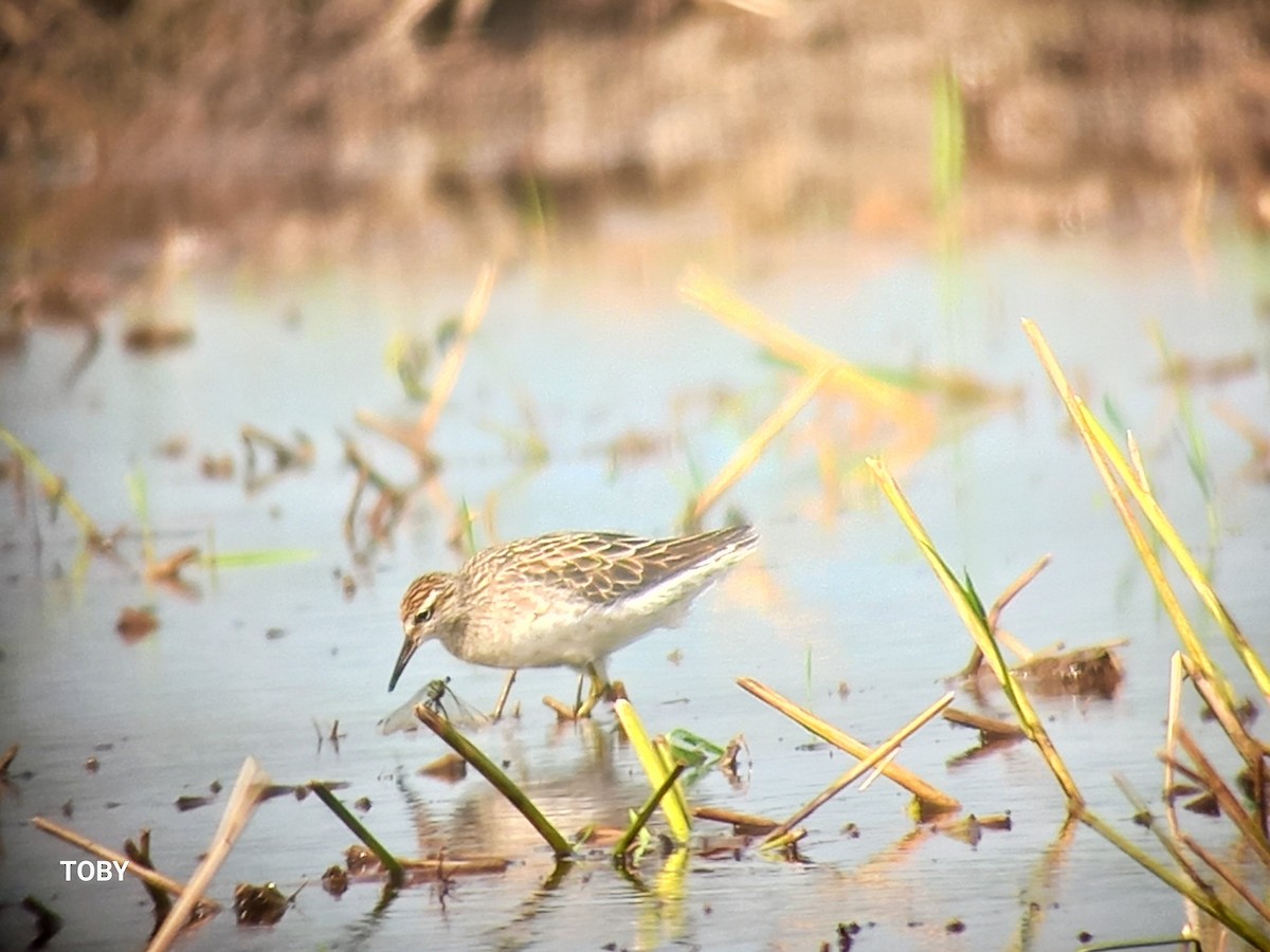 Sharp-tailed Sandpiper - ML623274346