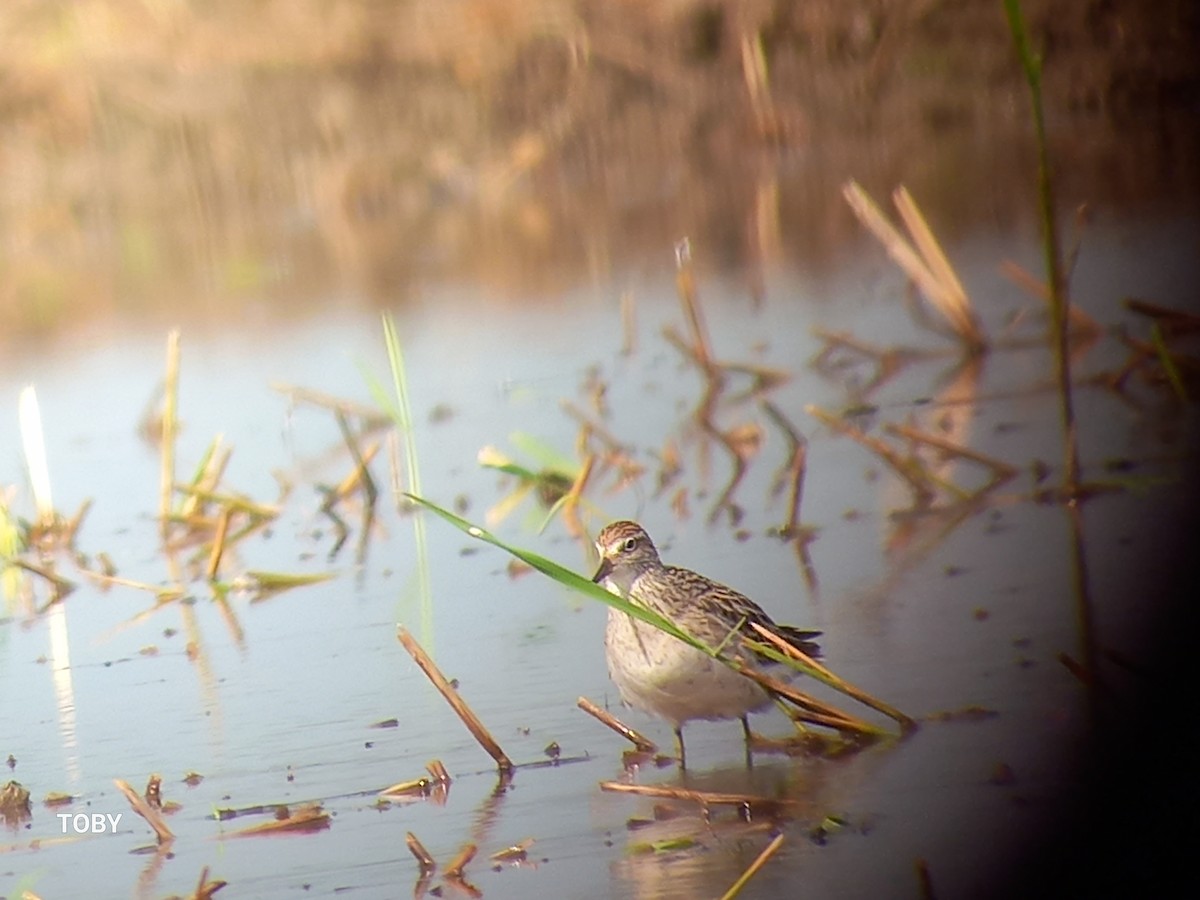 Sharp-tailed Sandpiper - ML623274347