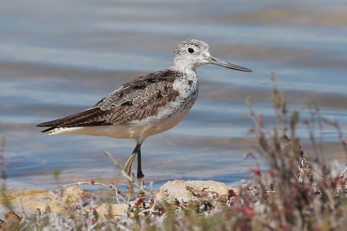 Common Greenshank - Michael Rutkowski