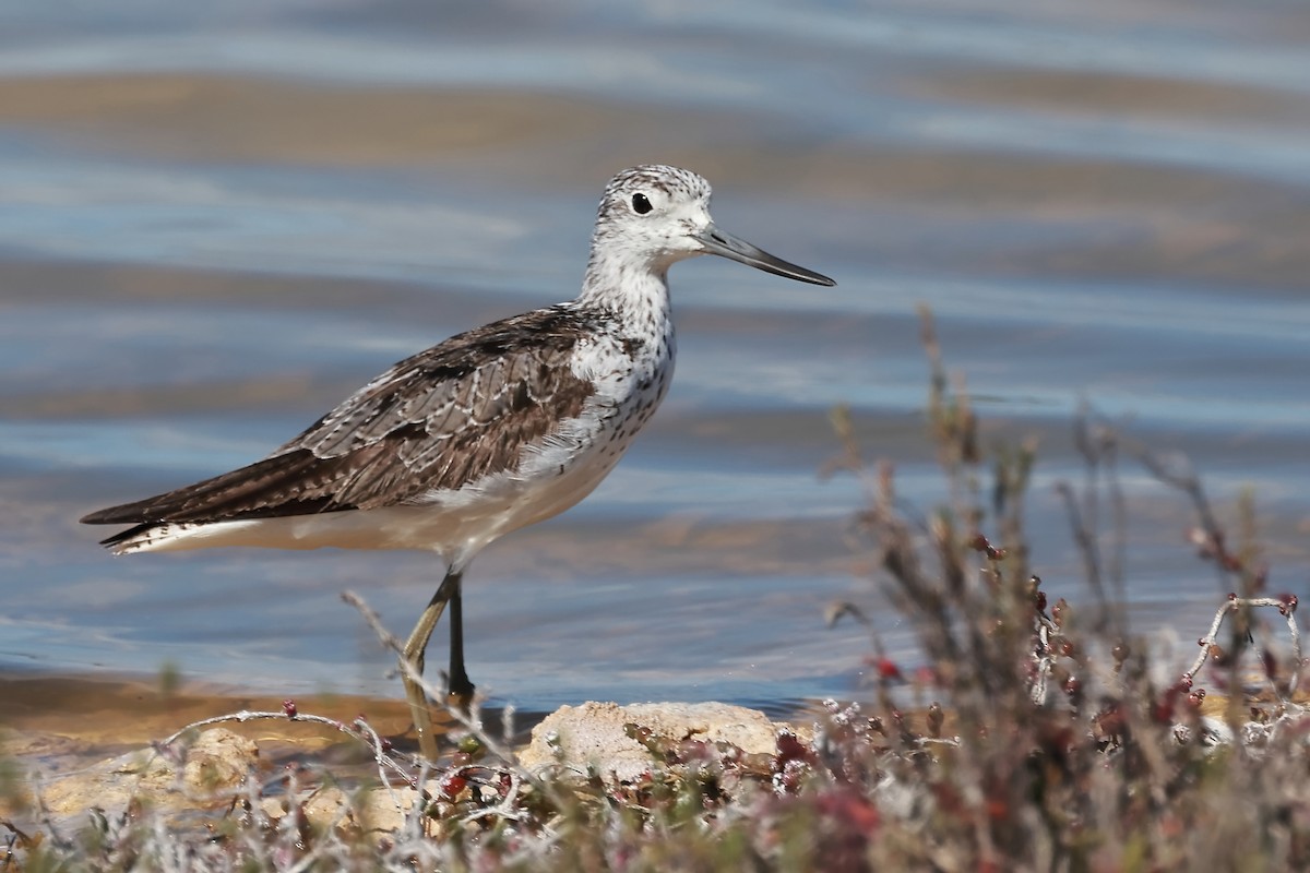 Common Greenshank - Michael Rutkowski