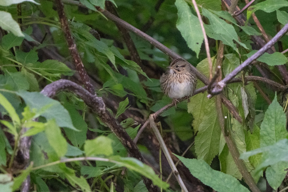 Lincoln's Sparrow - ML623274614