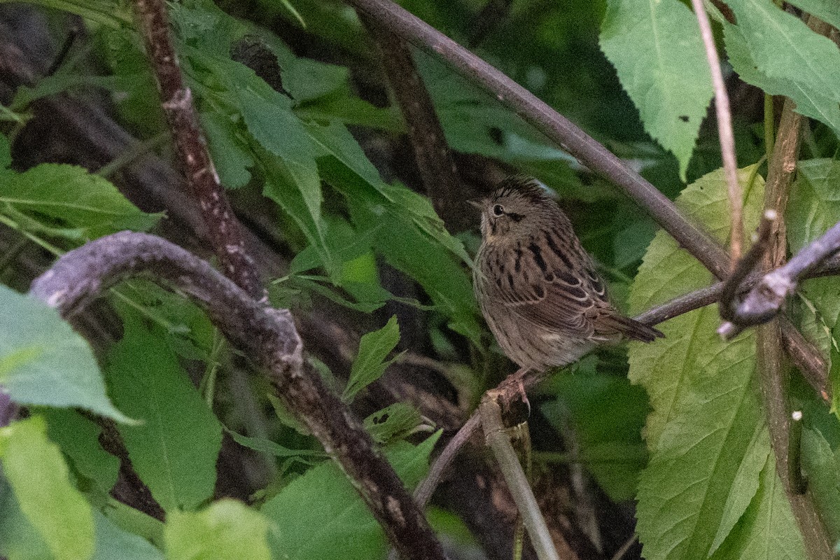 Lincoln's Sparrow - ML623274655