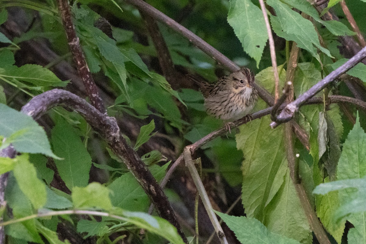 Lincoln's Sparrow - ML623274656