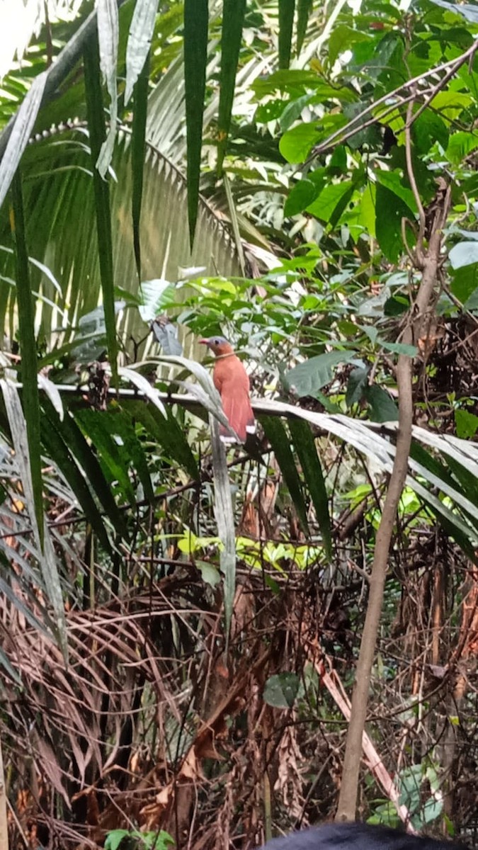 Black-bellied Cuckoo - ML623274708