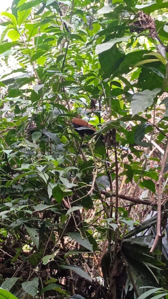 Black-bellied Cuckoo - ML623274728