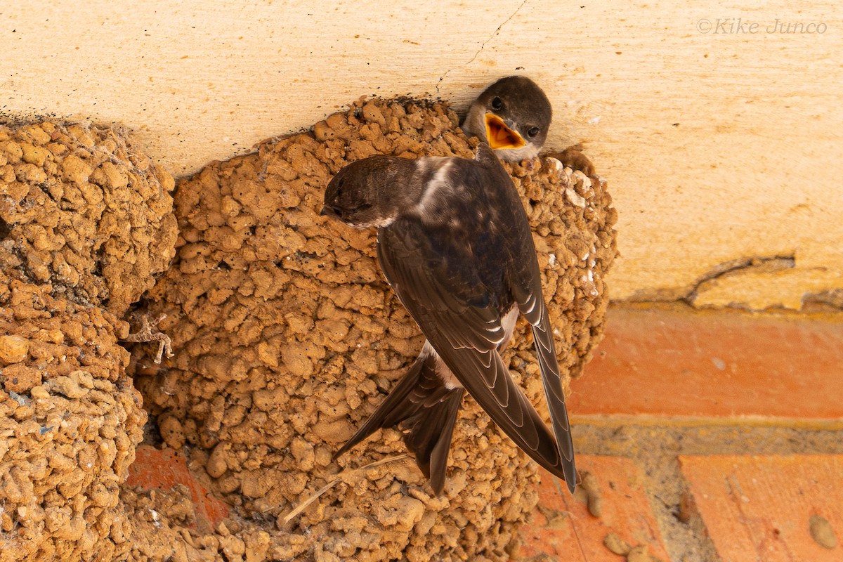 Western House-Martin - ML623274768