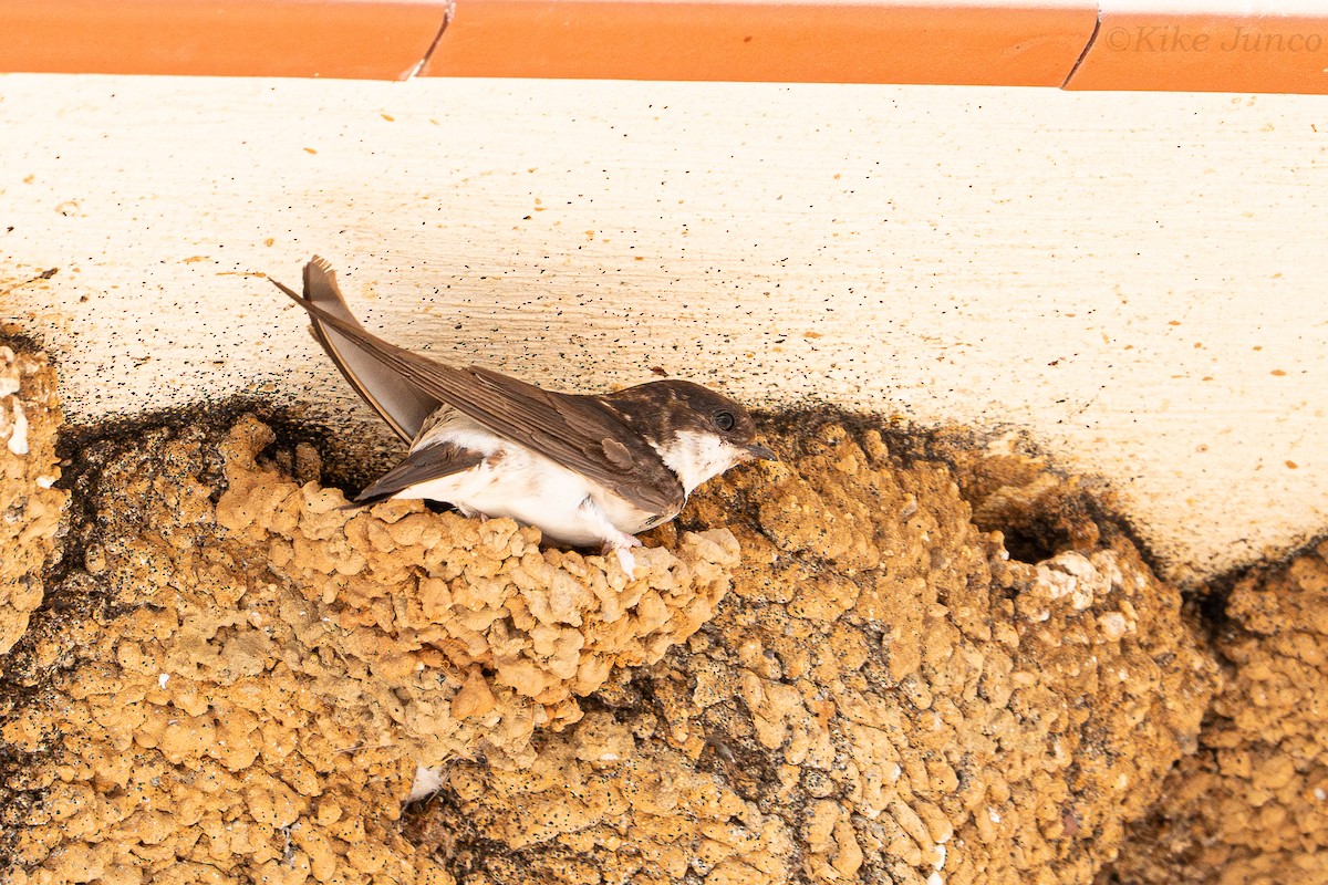 Western House-Martin - ML623274769