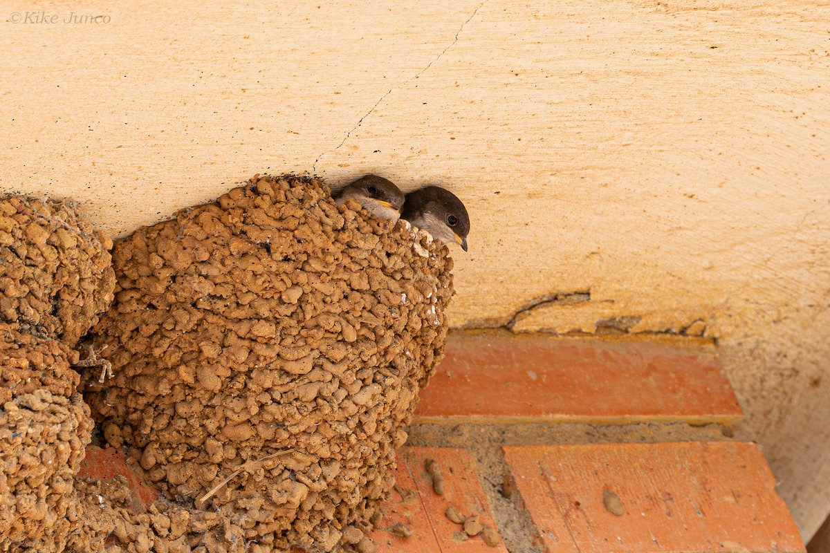 Western House-Martin - ML623274770