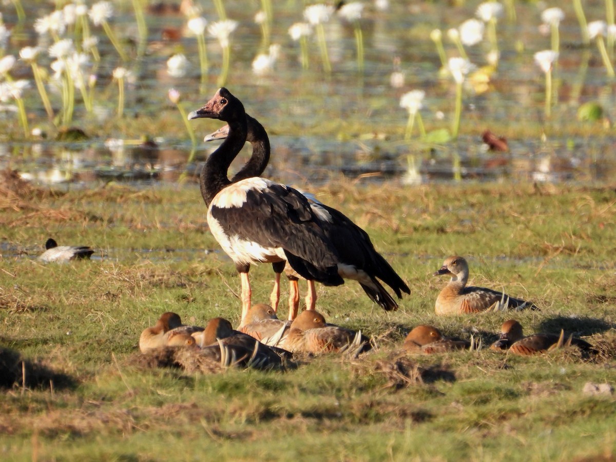 Magpie Goose - ML623274787