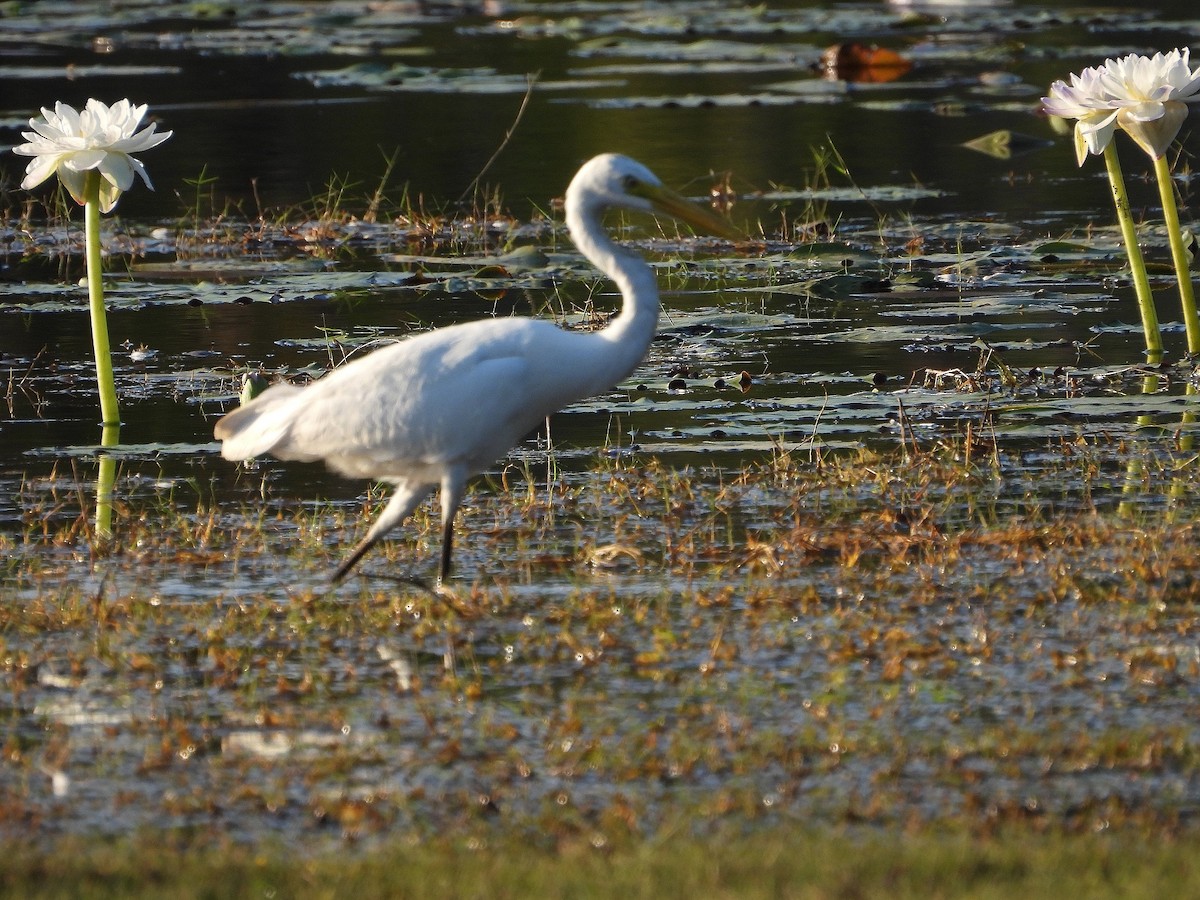 Plumed Egret - ML623274825