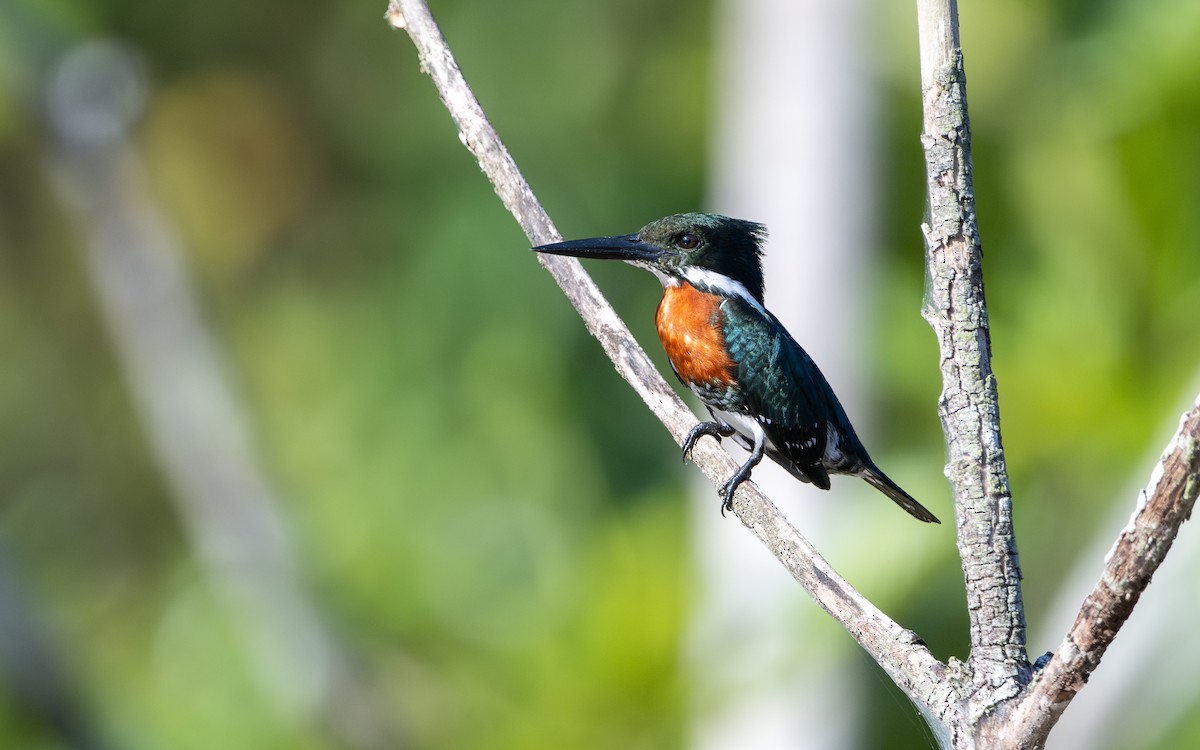 Green Kingfisher - ML623274860