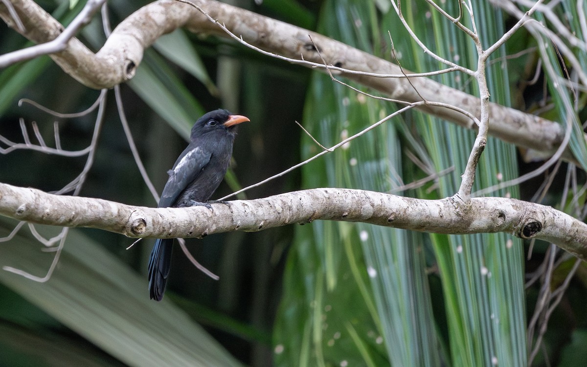 Black Nunbird - ML623274863