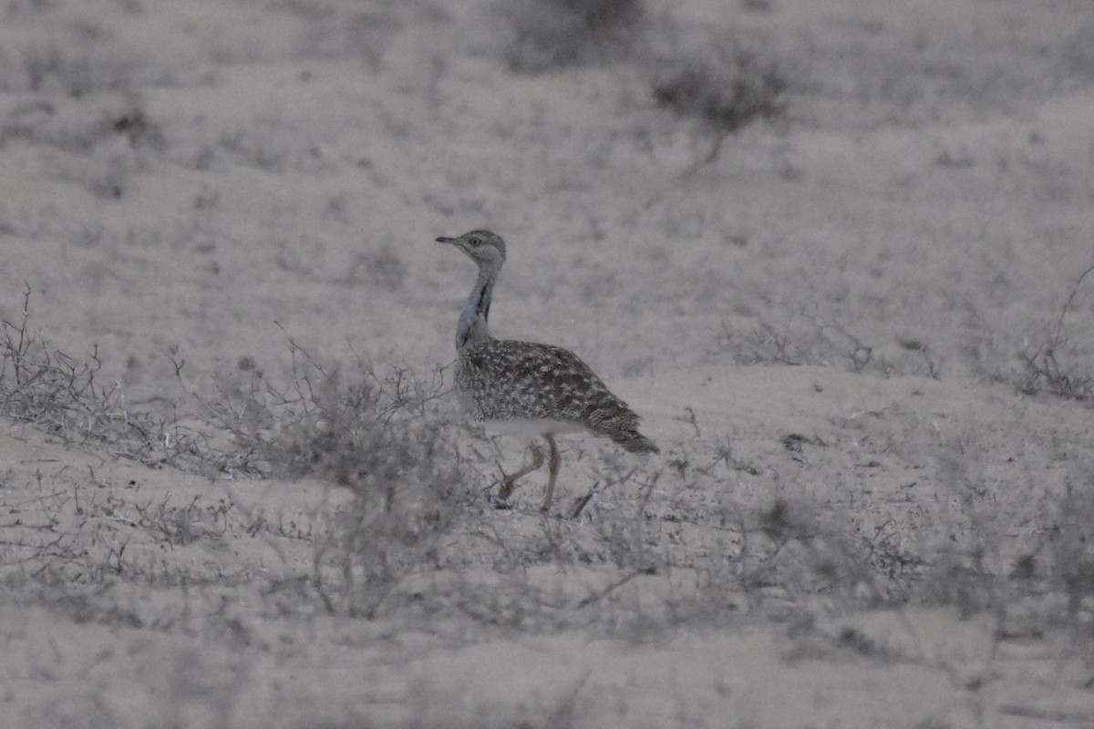 Houbara Bustard (Canary Is.) - ML623274864