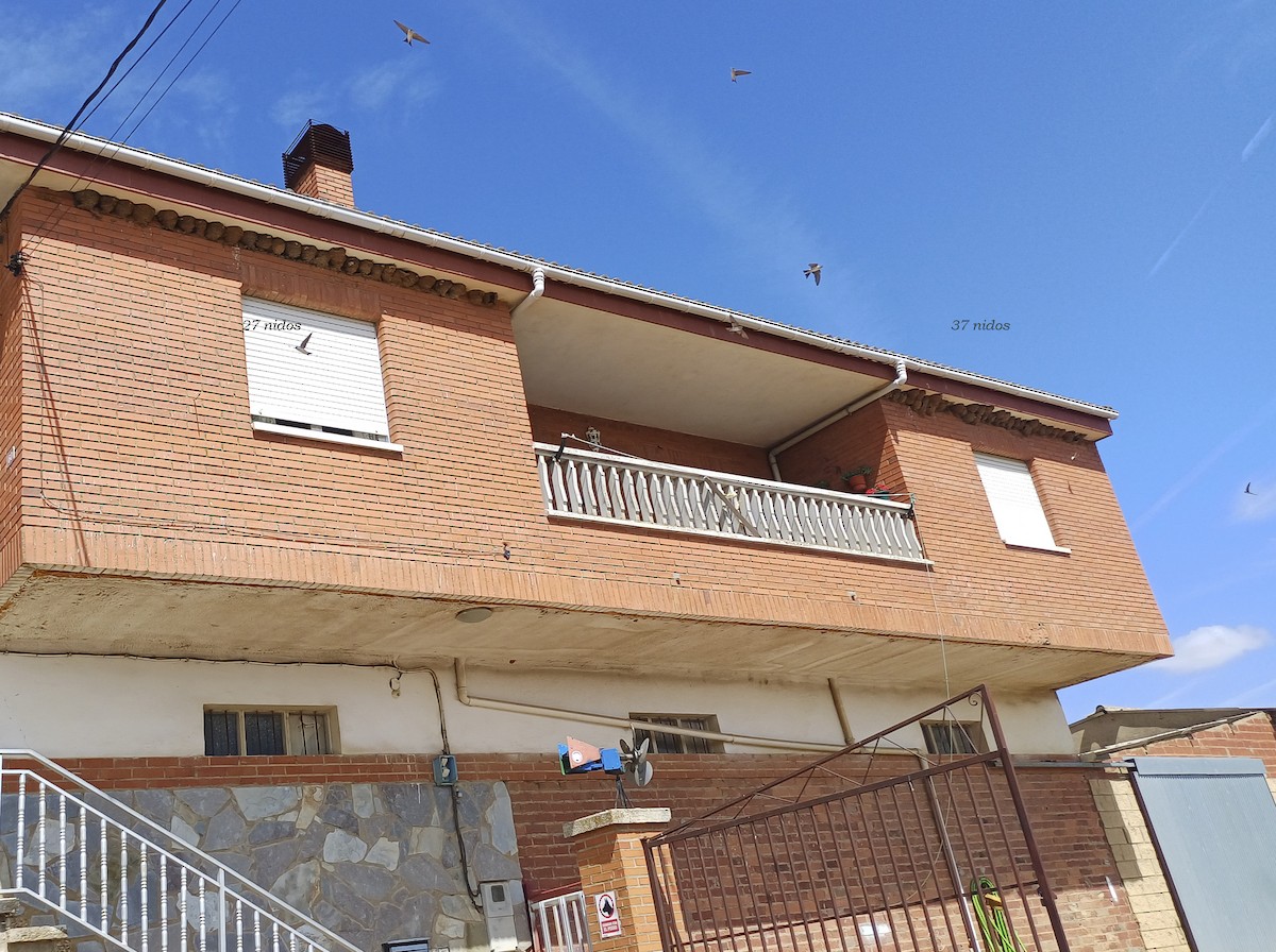 Western House-Martin - ML623274873
