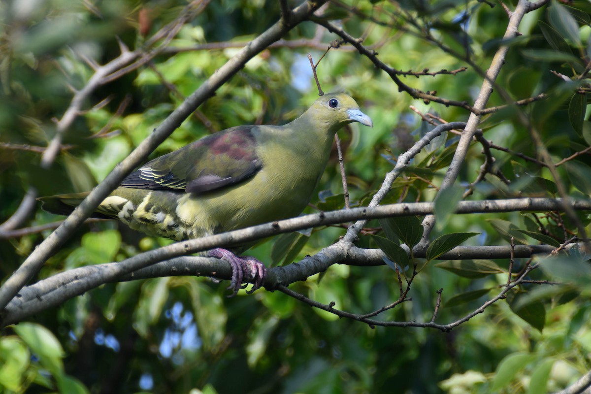 紅頭綠鳩 - ML623274898