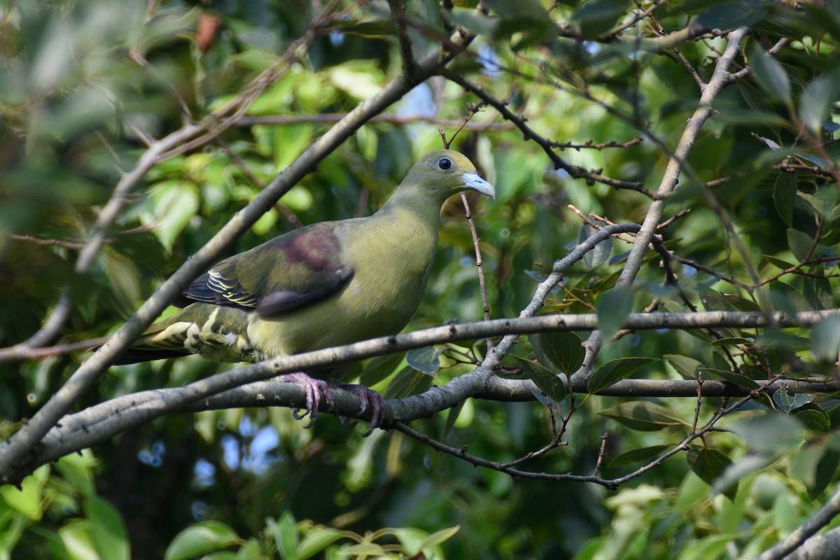 紅頭綠鳩 - ML623274899