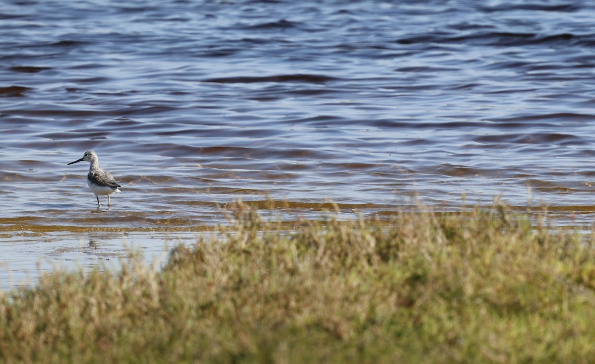 Common Greenshank - ML623274954