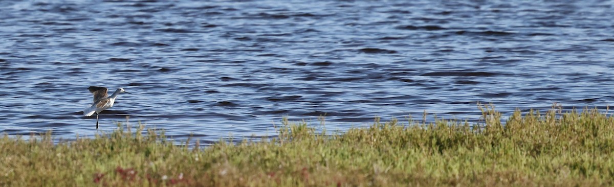 Common Greenshank - Kevin McLeod