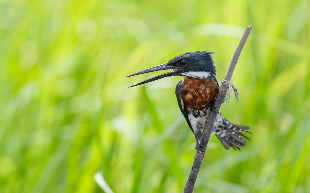 Green Kingfisher - ML623274971