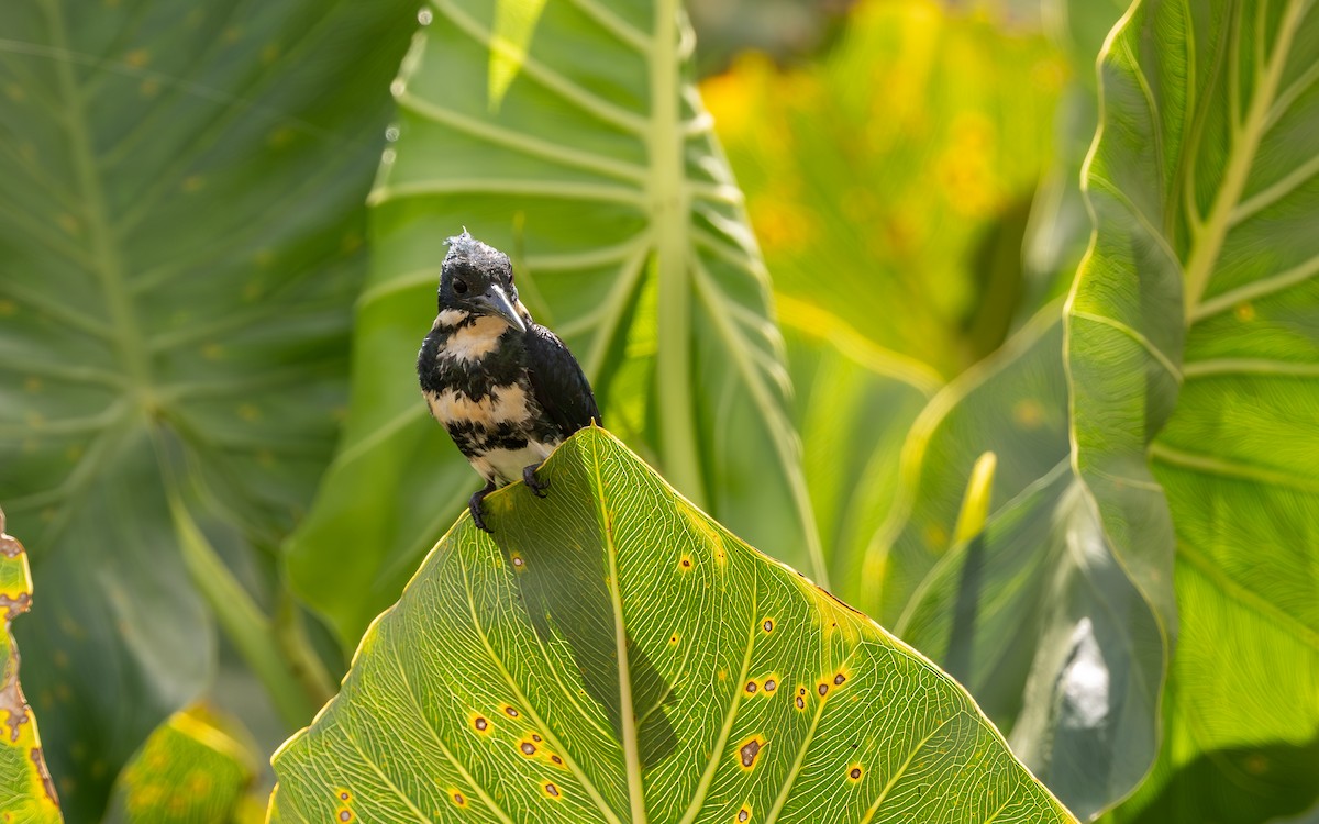 Green Kingfisher - ML623274974