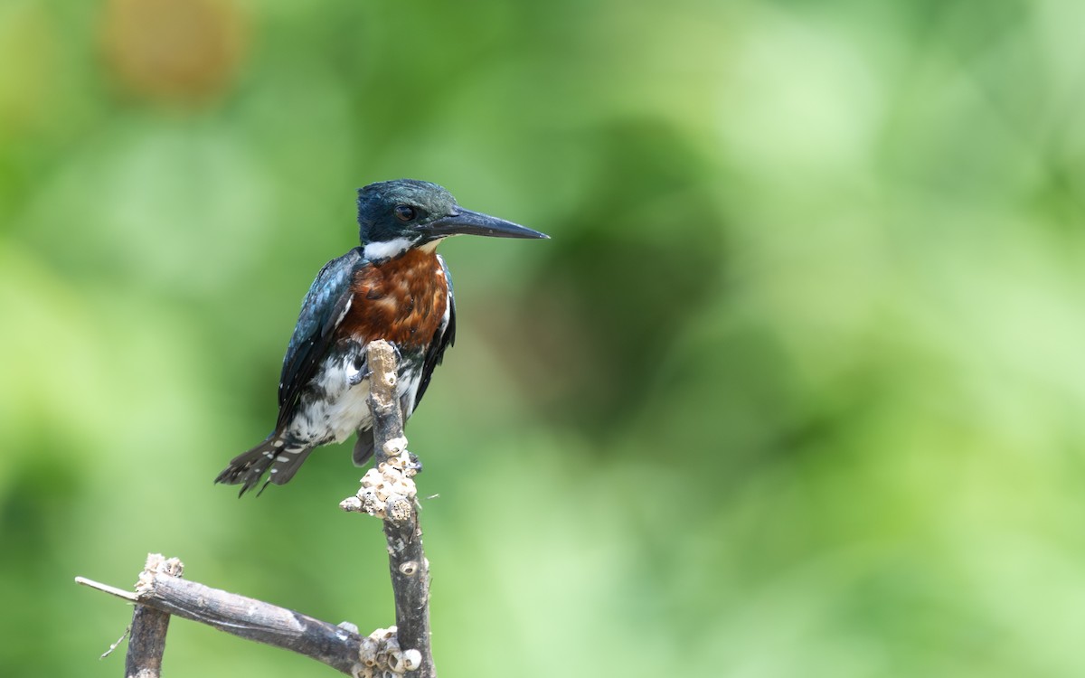 Green Kingfisher - ML623274977