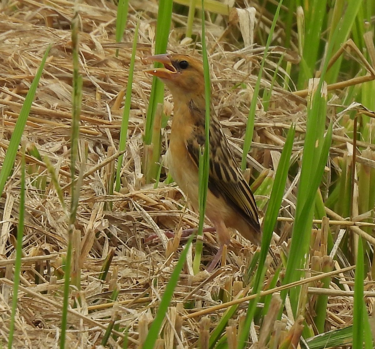 Asian Golden Weaver - Gerald Moore