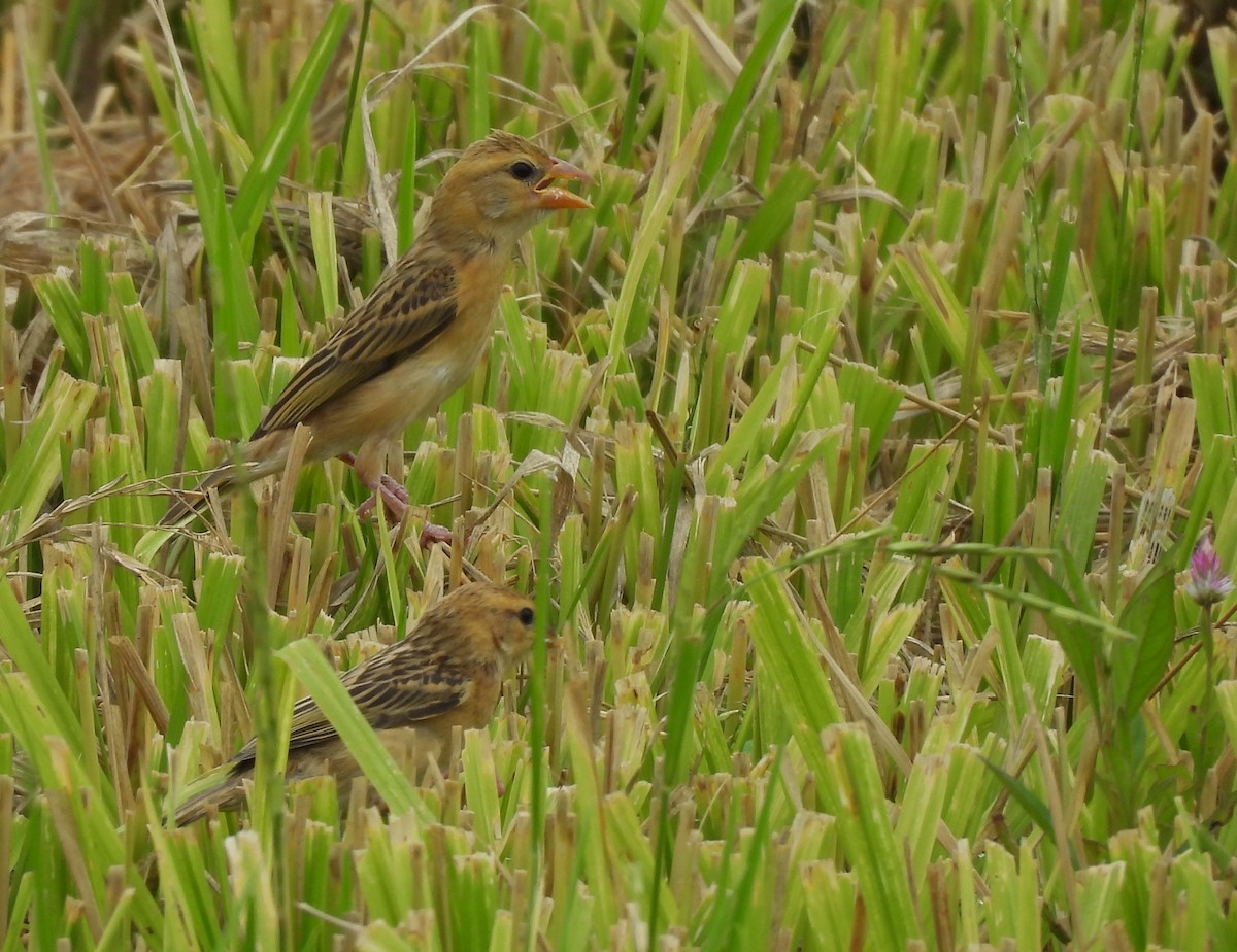 Asian Golden Weaver - ML623274999