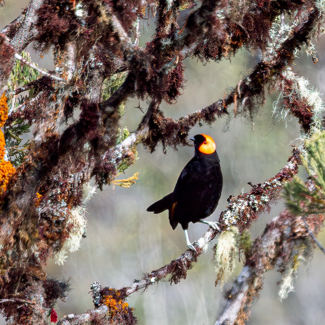 gulskjermhonningeter - ML623275057